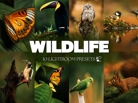 10 Wildlife LIGHTROOM Presets Mobile & Desktop