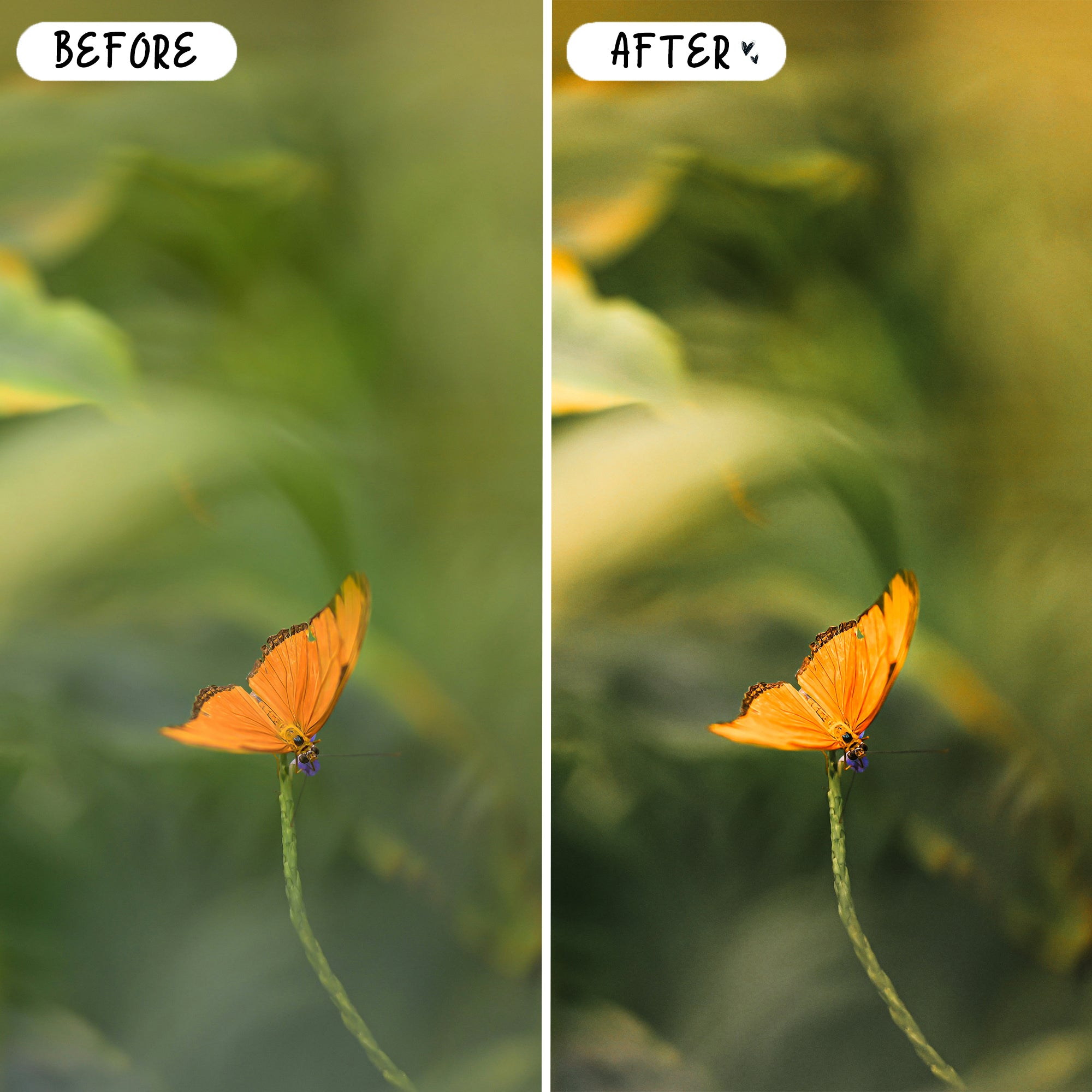 10 Wildlife LIGHTROOM Presets Mobile & Desktop