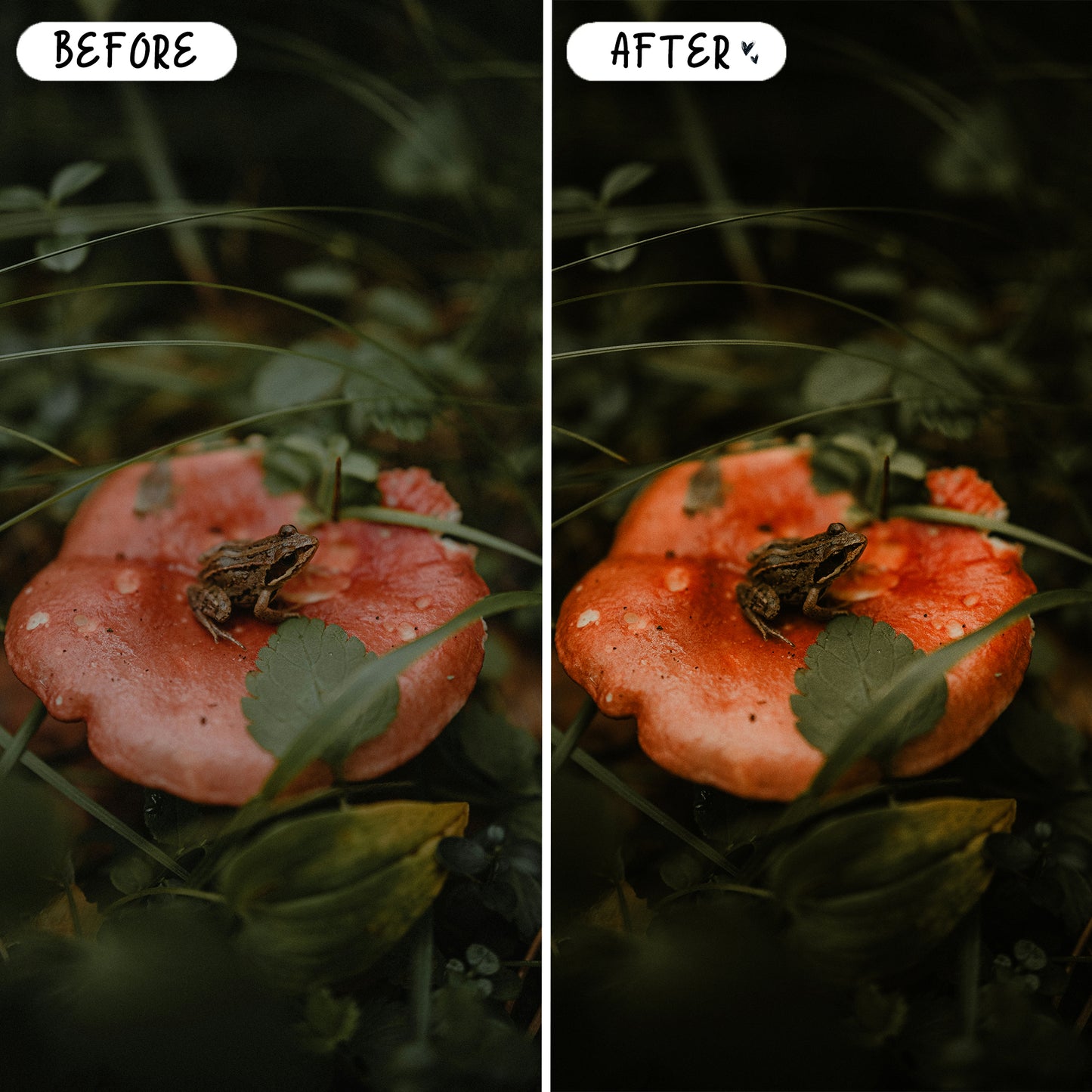 10 Fairytale LIGHTROOM Presets Mobile & Desktop