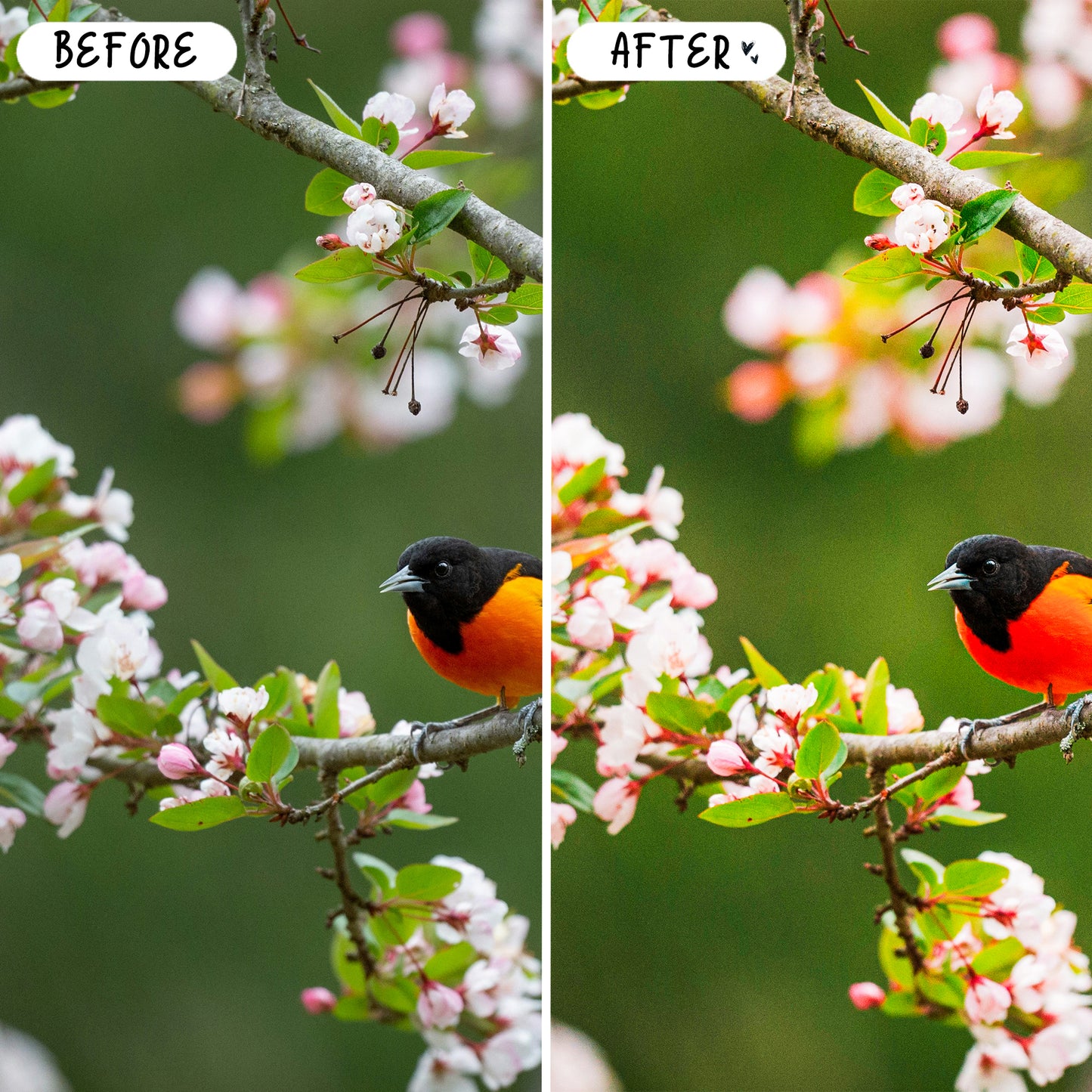10 Birds LIGHTROOM Presets Mobile & Desktop