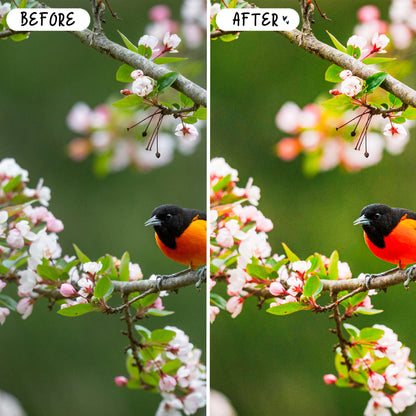 10 Birds LIGHTROOM Presets Mobile & Desktop