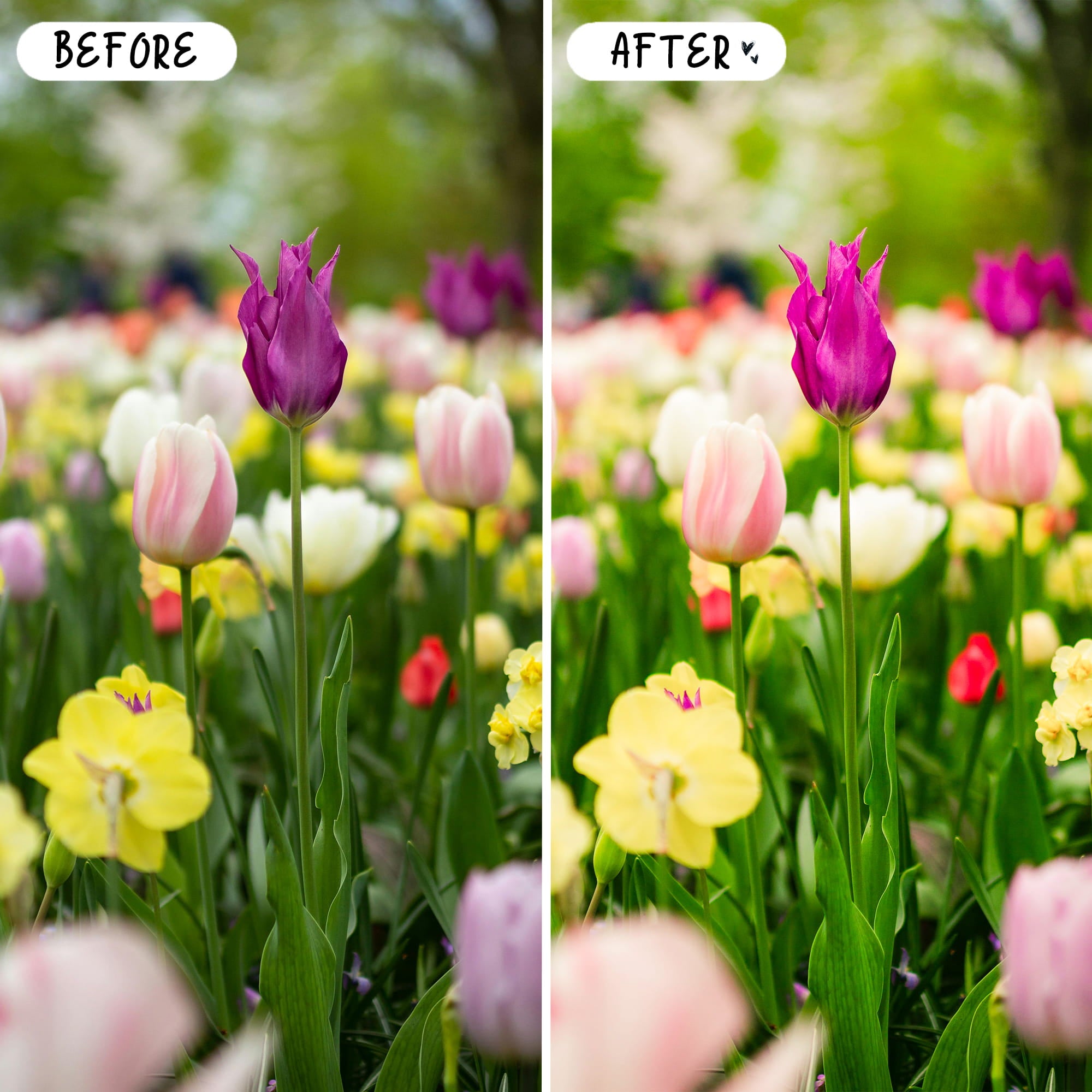 Spring Preset Bundle
