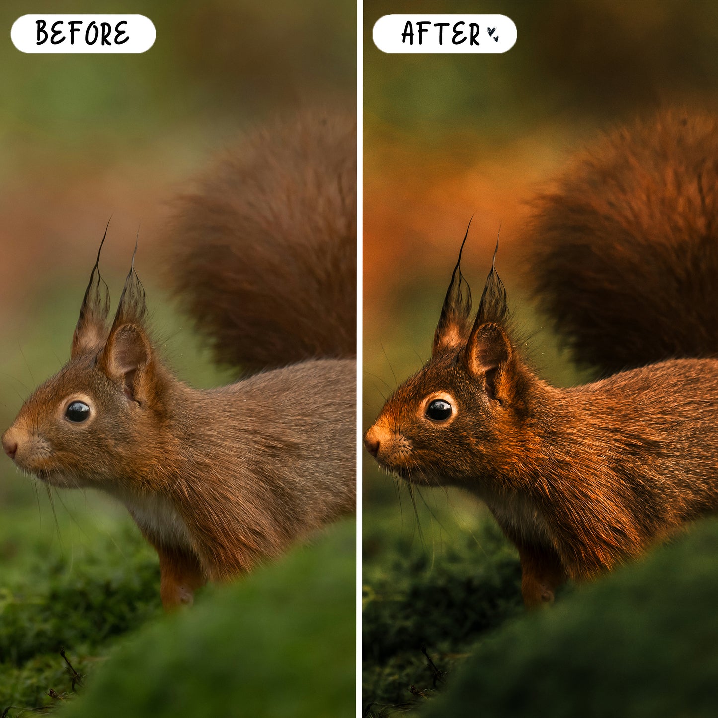 10 Wildlife LIGHTROOM Presets Mobile & Desktop