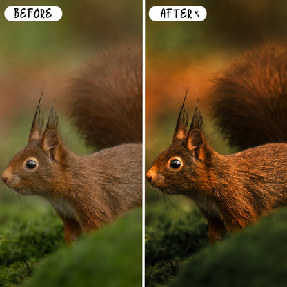 10 Wildlife LIGHTROOM Presets Mobile & Desktop