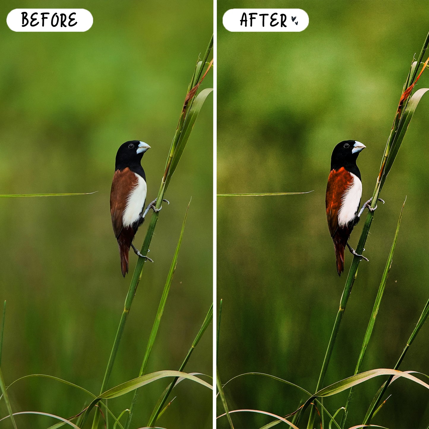 10 Birds LIGHTROOM Presets Mobile & Desktop