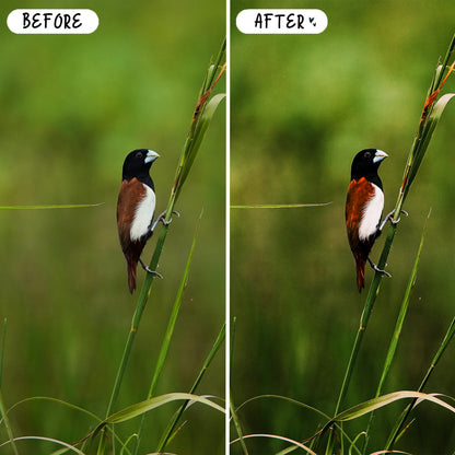 10 Birds LIGHTROOM Presets Mobile & Desktop