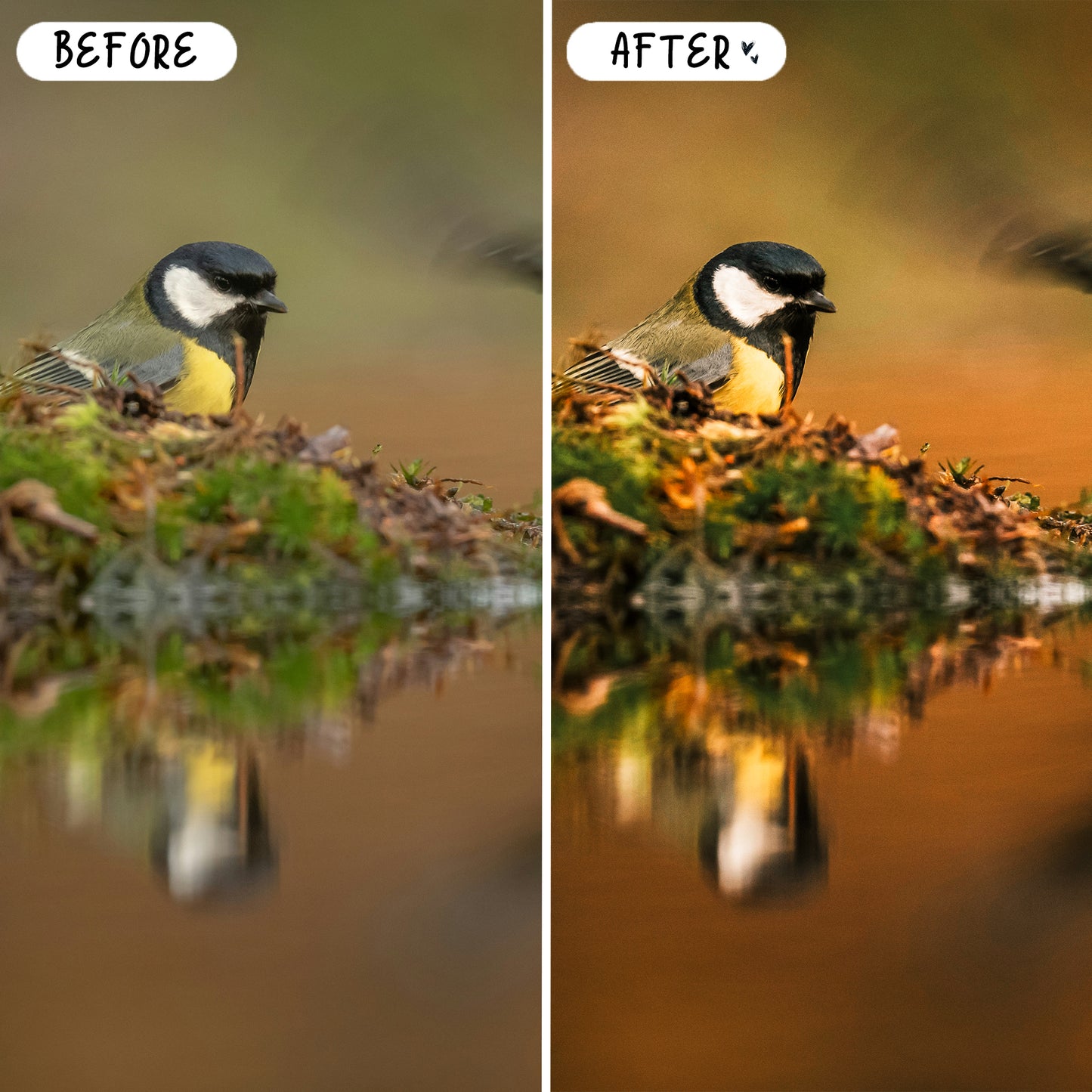 10 Wildlife LIGHTROOM Presets Mobile & Desktop