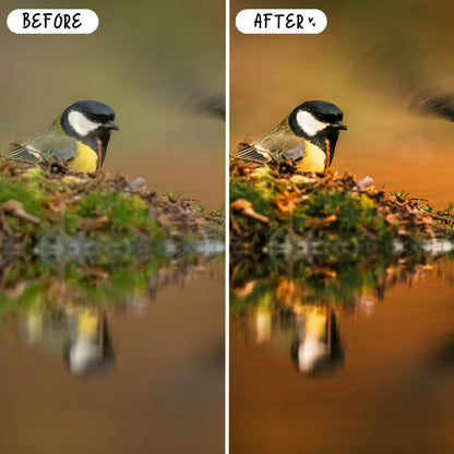 10 Wildlife LIGHTROOM Presets Mobile & Desktop