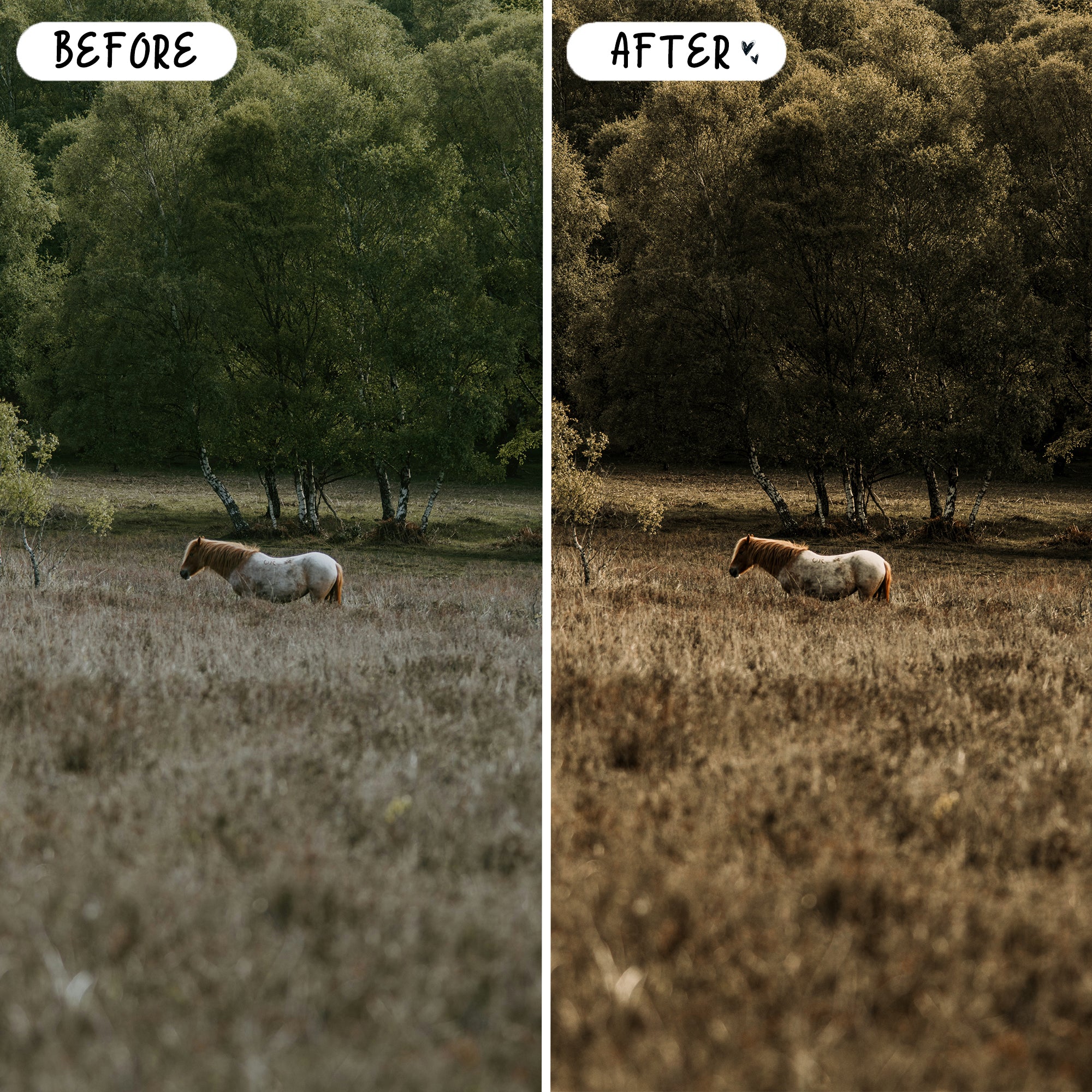 Bohemian Preset Bundle