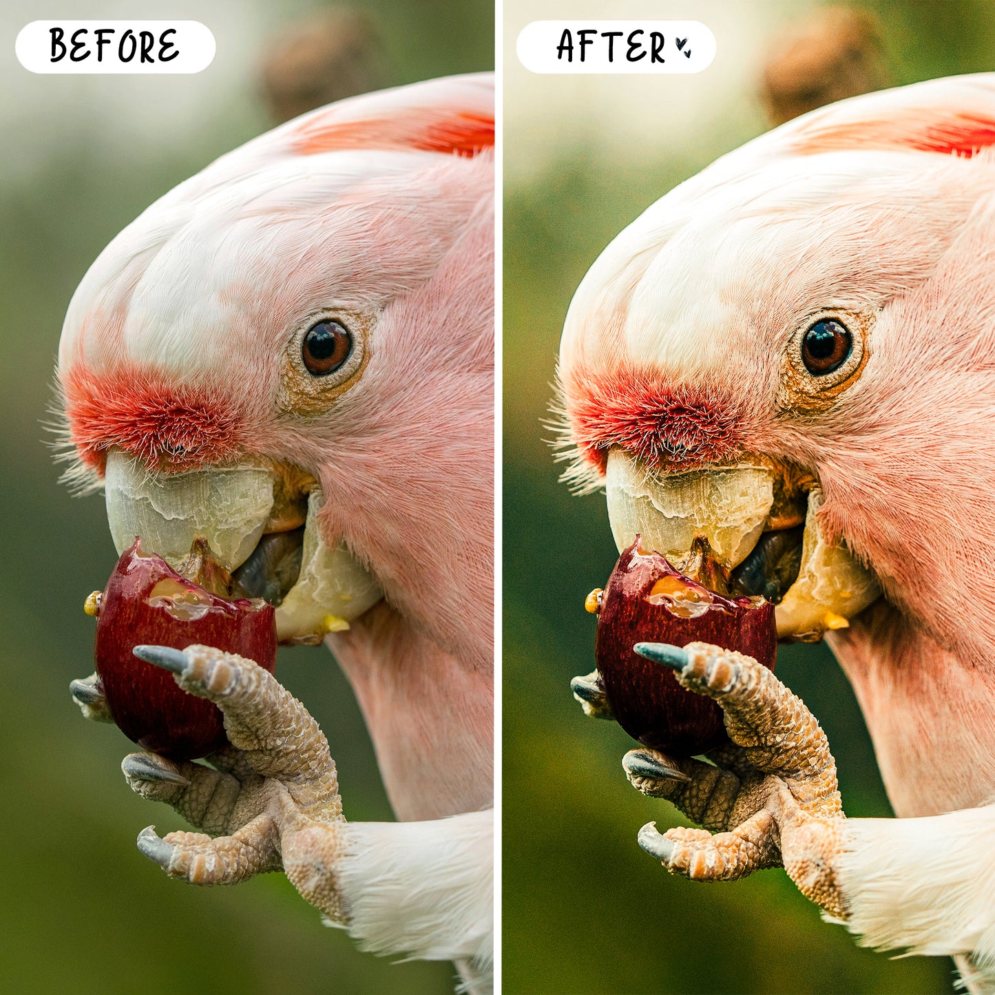 10 Wildlife LIGHTROOM Presets Mobile & Desktop