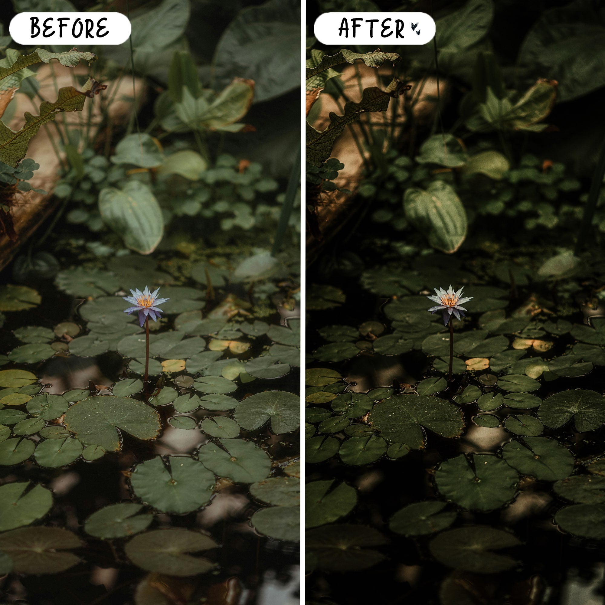 Woodland — Outdoor Preset Bundle