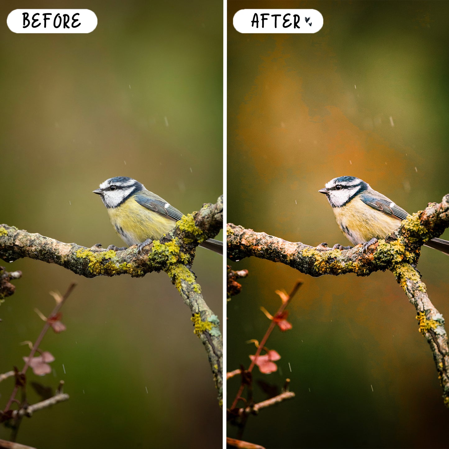10 Birds LIGHTROOM Presets Mobile & Desktop