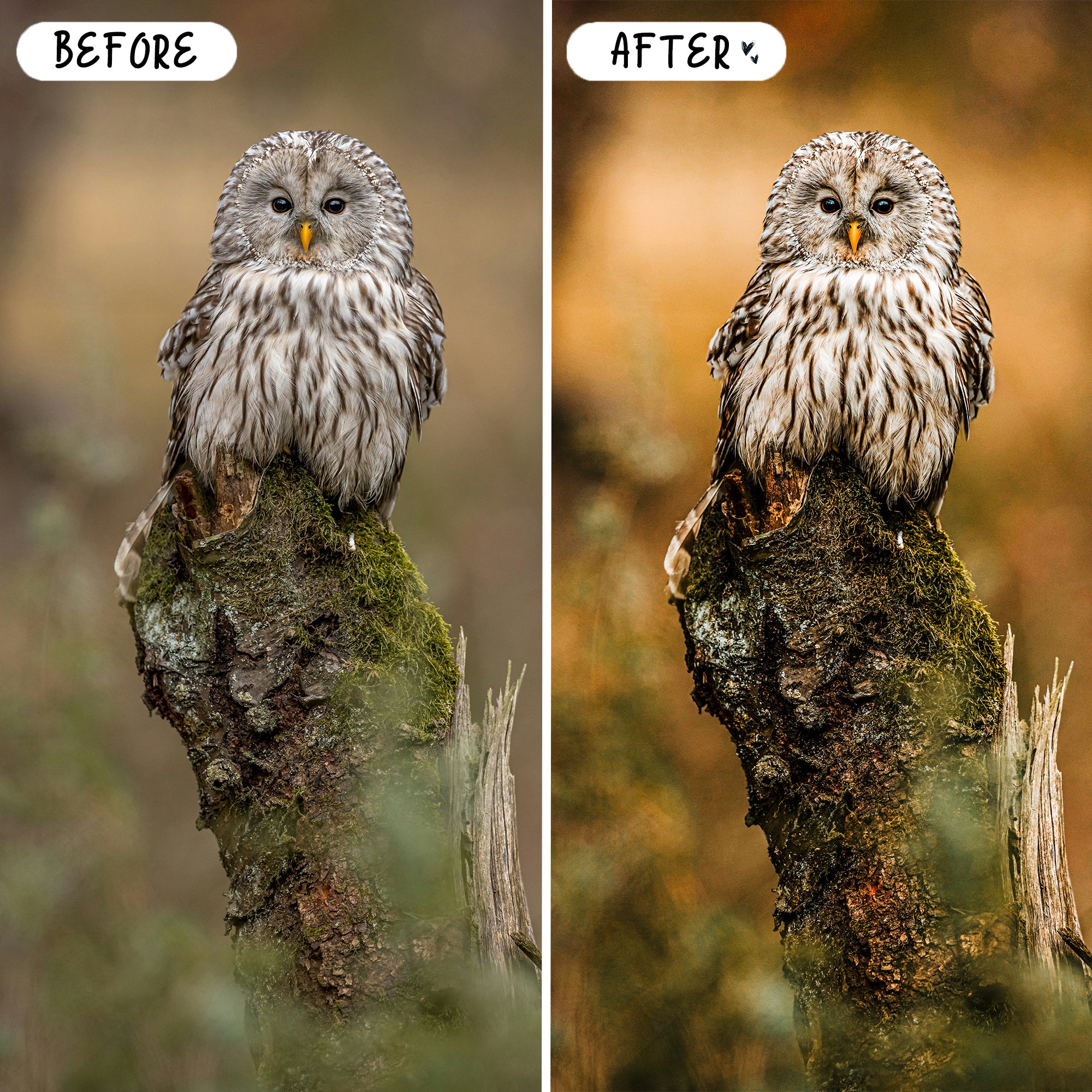 10 Wildlife LIGHTROOM Presets Mobile & Desktop