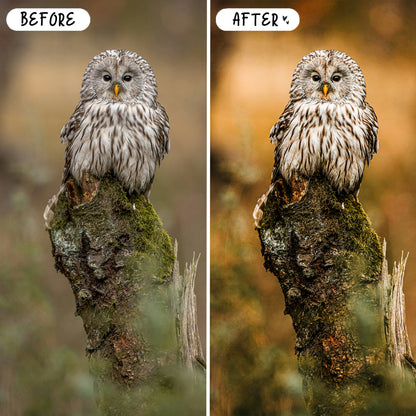 10 Wildlife LIGHTROOM Presets Mobile & Desktop