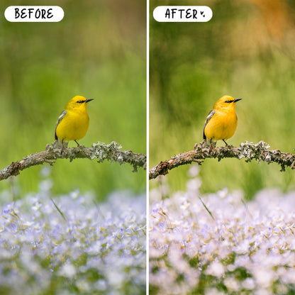 10 Birds LIGHTROOM Presets Mobile & Desktop