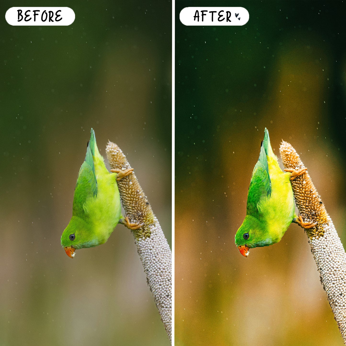 10 Wildlife LIGHTROOM Presets Mobile & Desktop