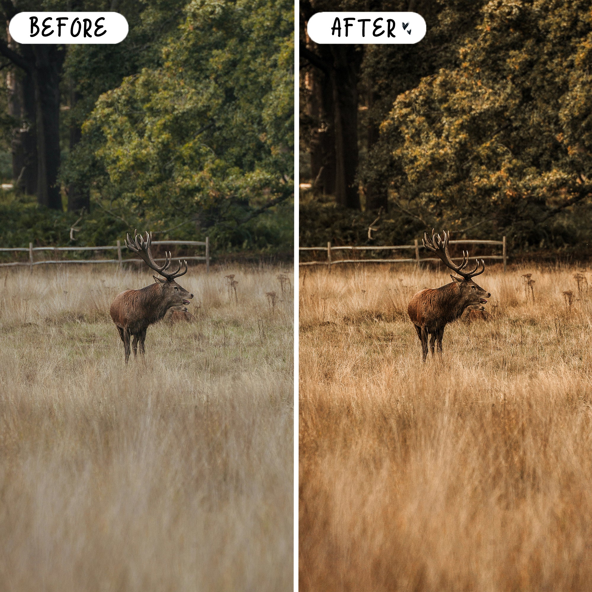 Wildlife & Birds Preset Bundle