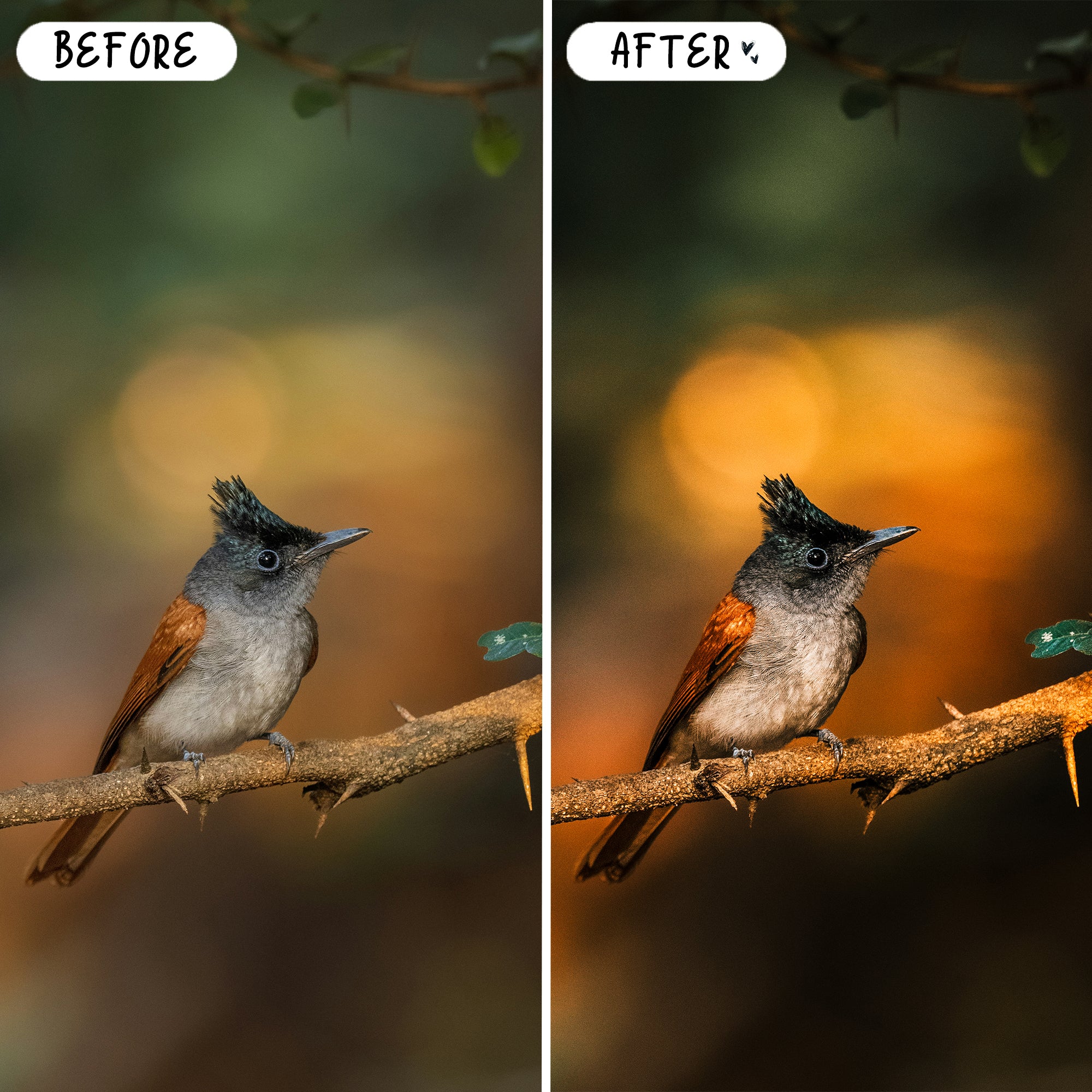 10 Wildlife LIGHTROOM Presets Mobile & Desktop