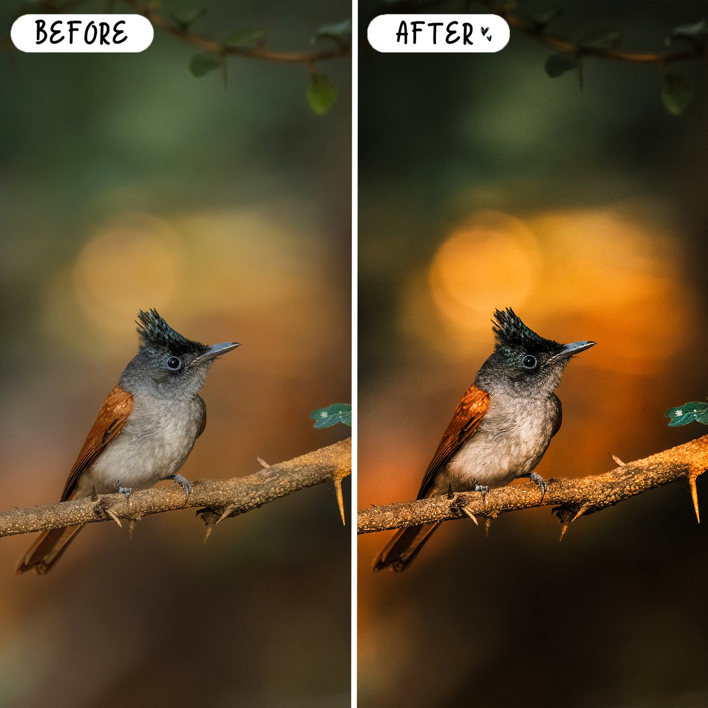 10 Wildlife LIGHTROOM Presets Mobile & Desktop