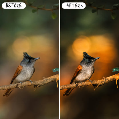 10 Wildlife LIGHTROOM Presets Mobile & Desktop