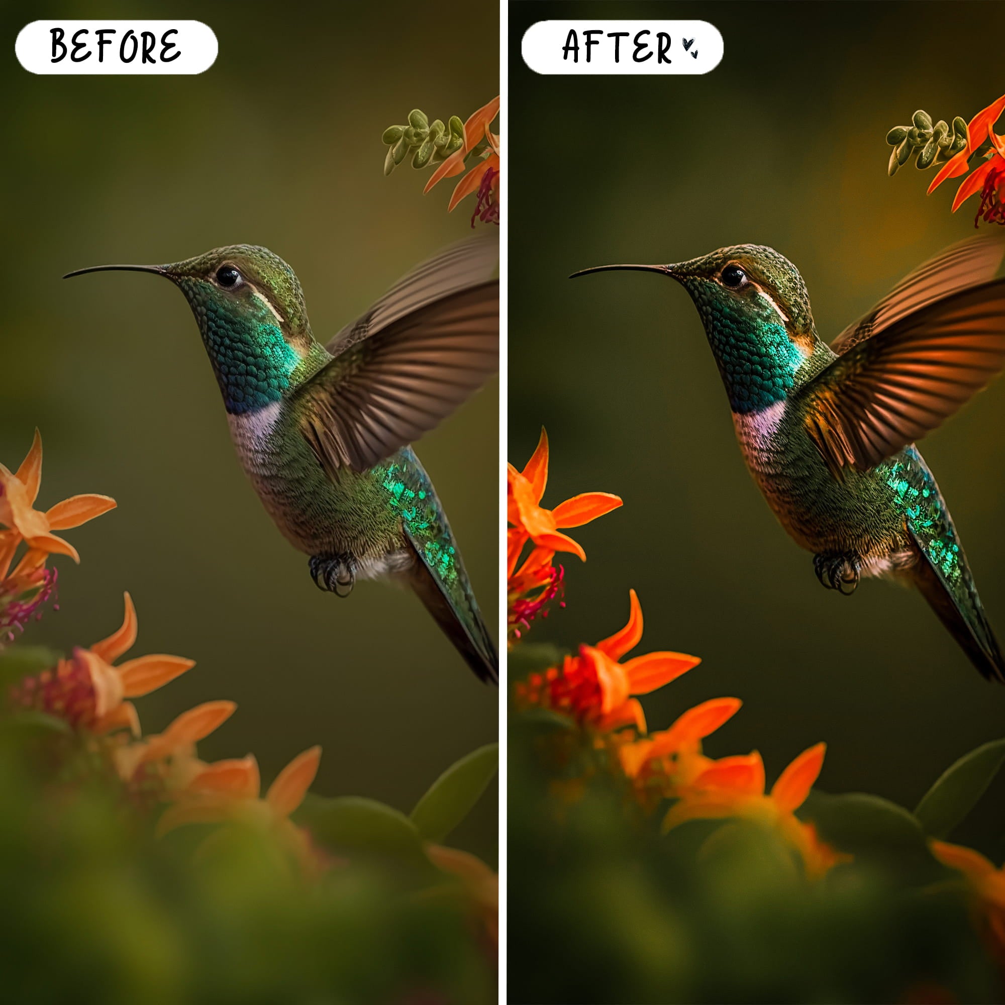 Wildlife & Birds Preset Bundle