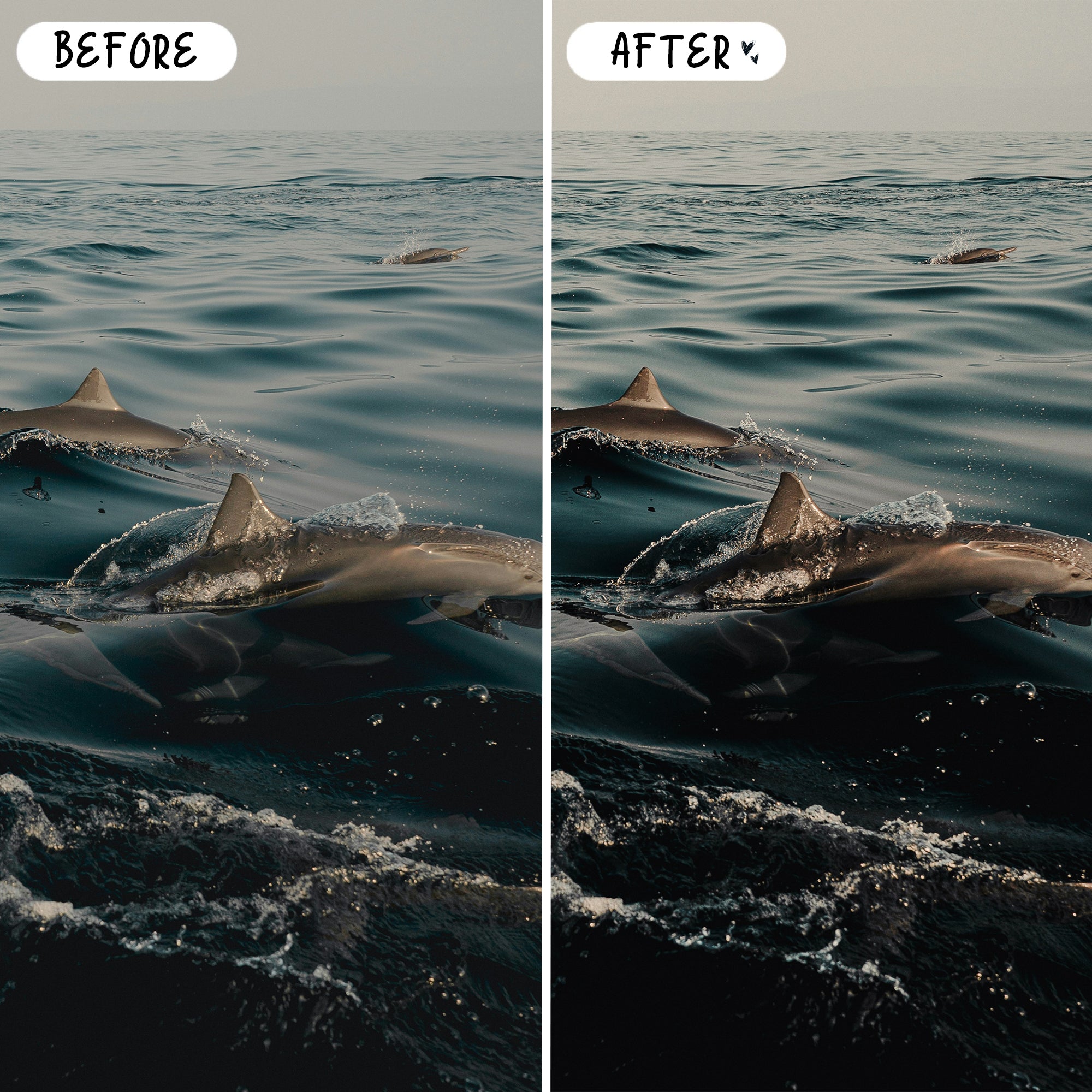 Wildlife & Birds Preset Bundle