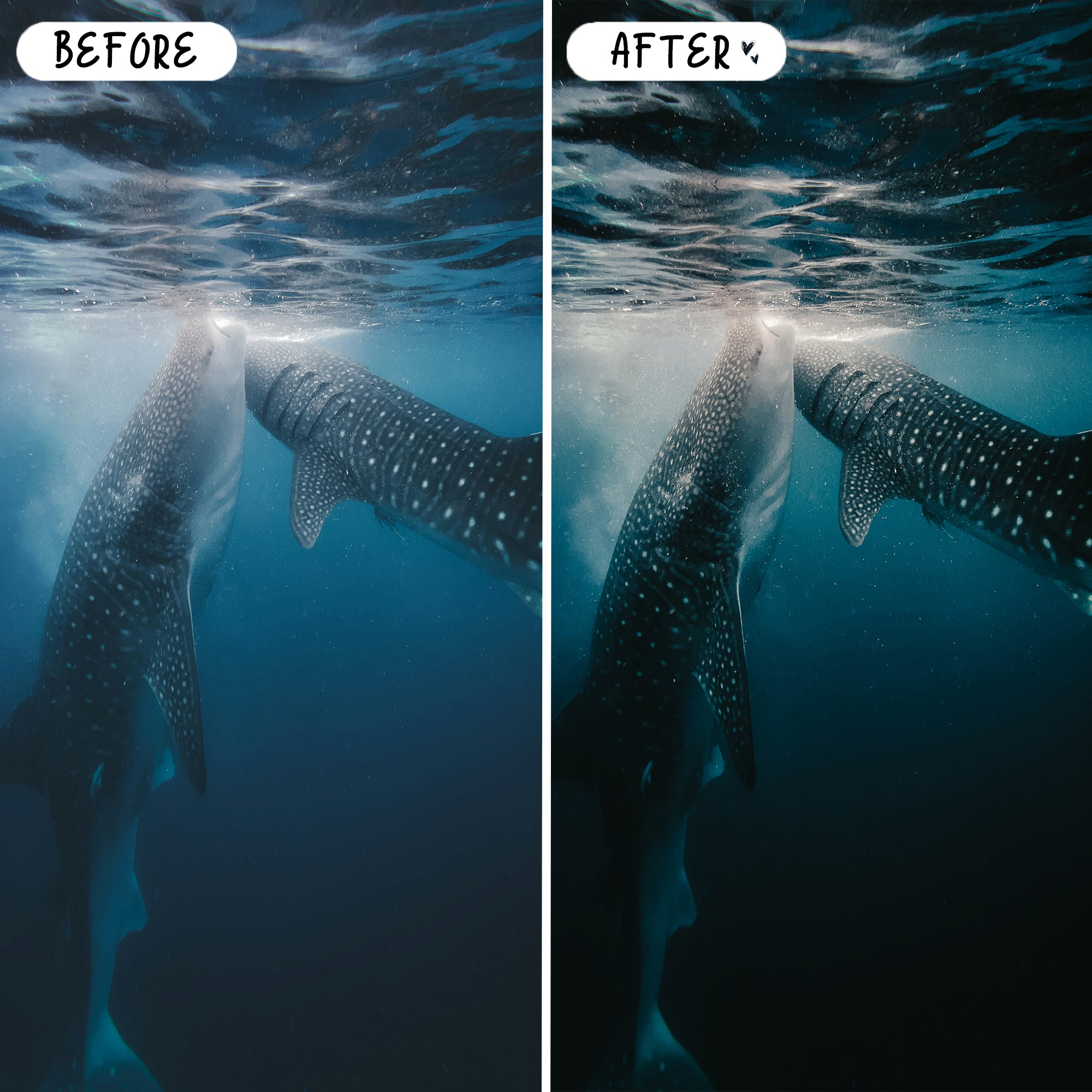 Wildlife & Birds Preset Bundle