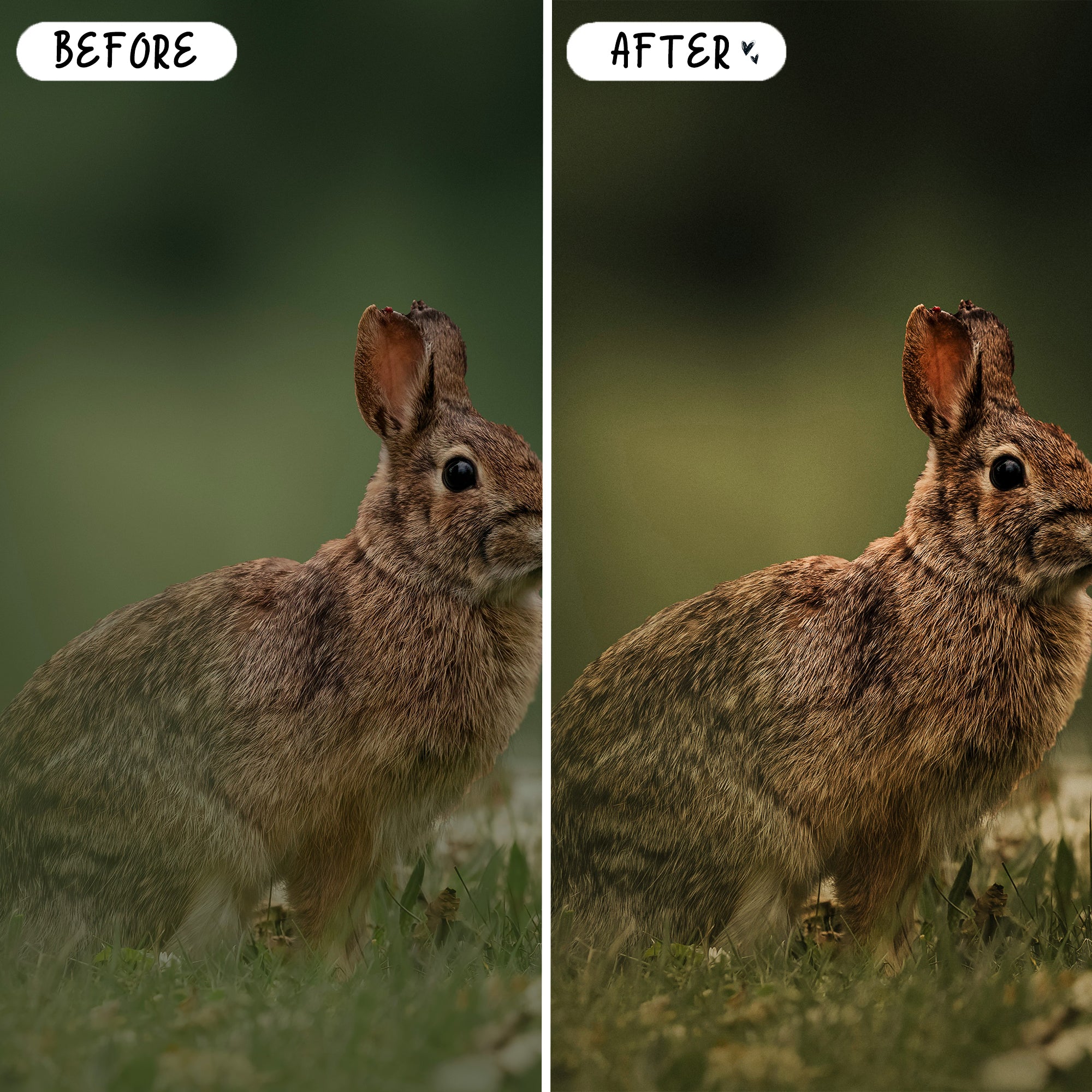 English Country Preset Bundle