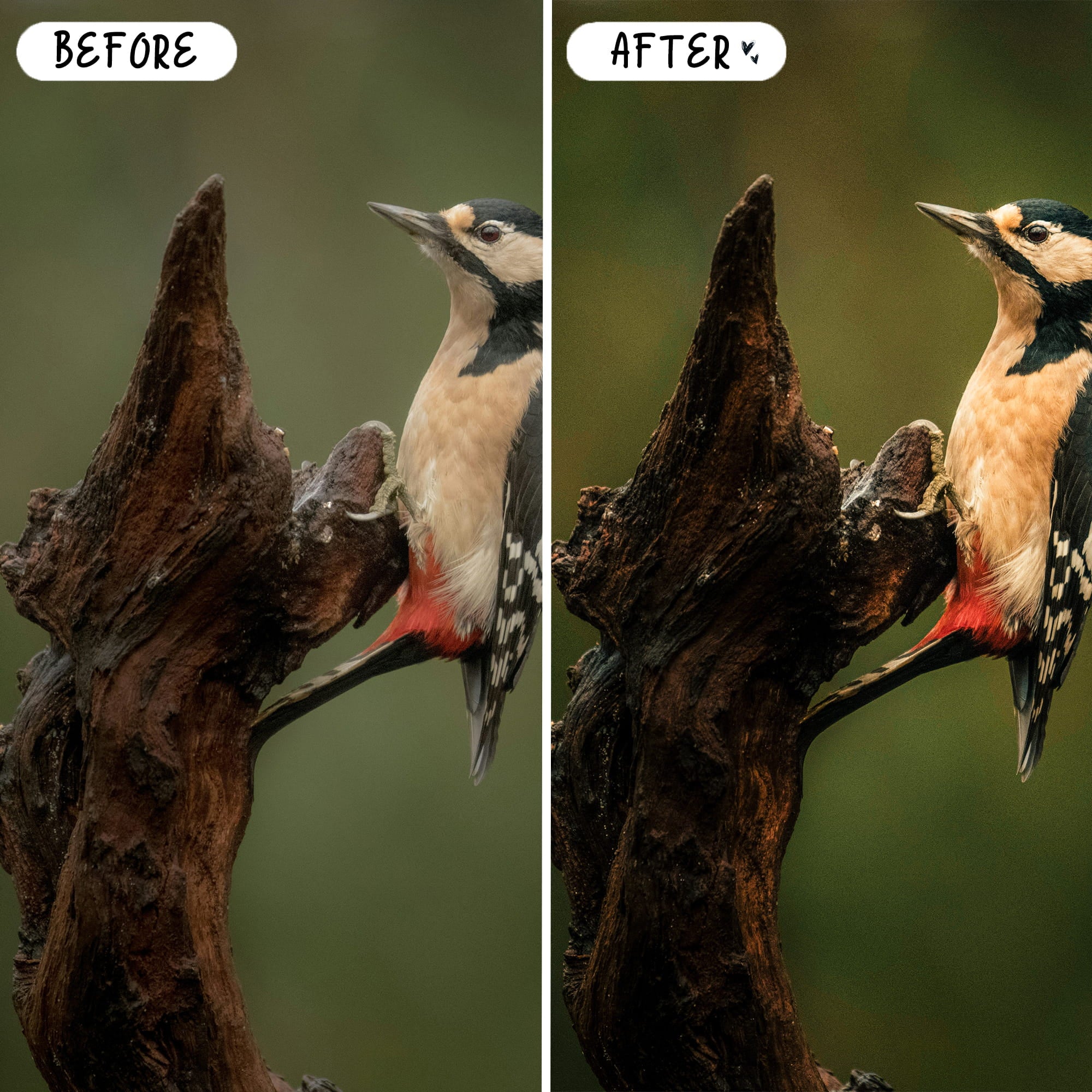 Wildlife & Birds Preset Bundle