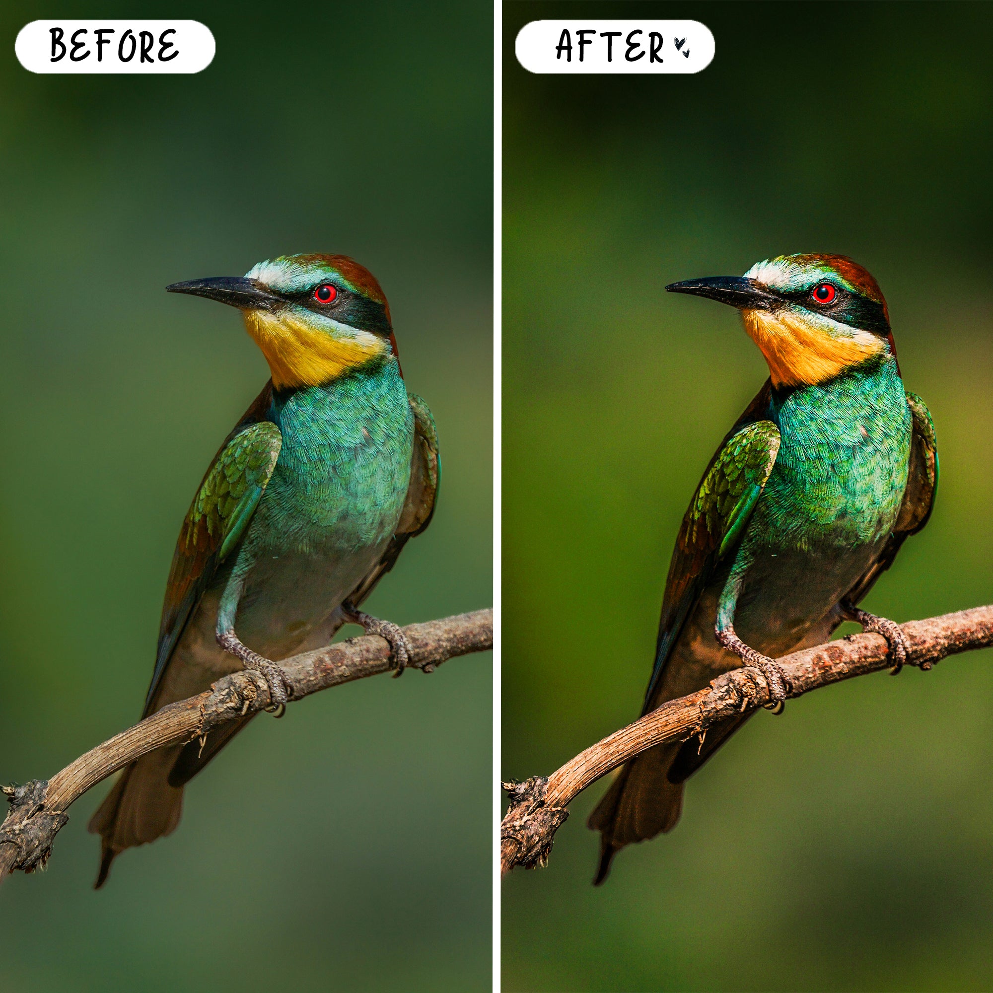 Wildlife & Birds Preset Bundle