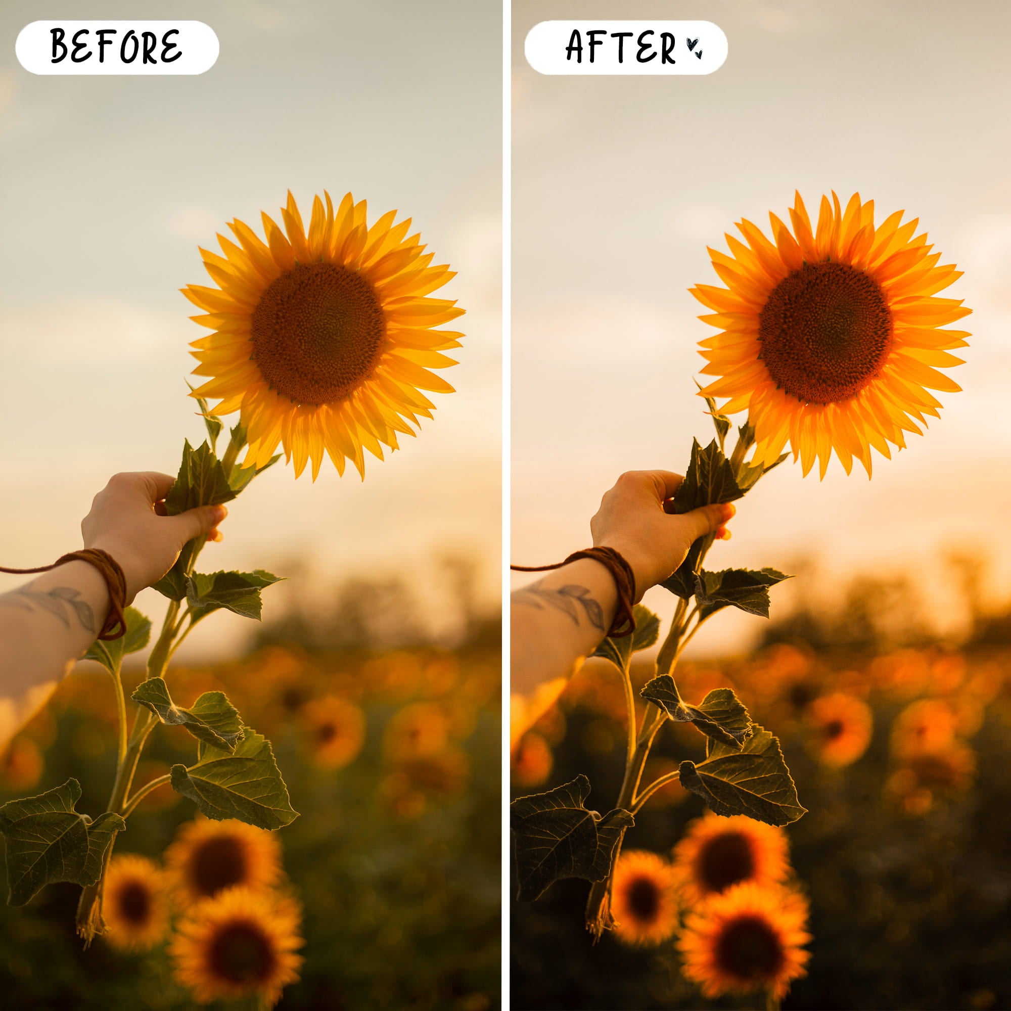 Sunset Preset Bundle