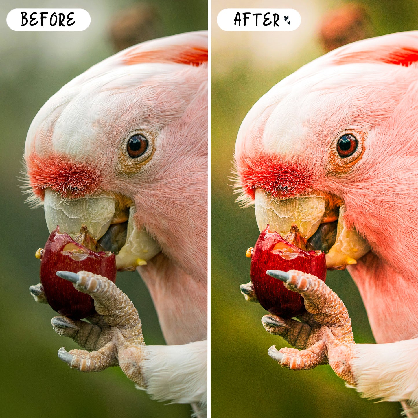 10 Birds LIGHTROOM Presets Mobile & Desktop
