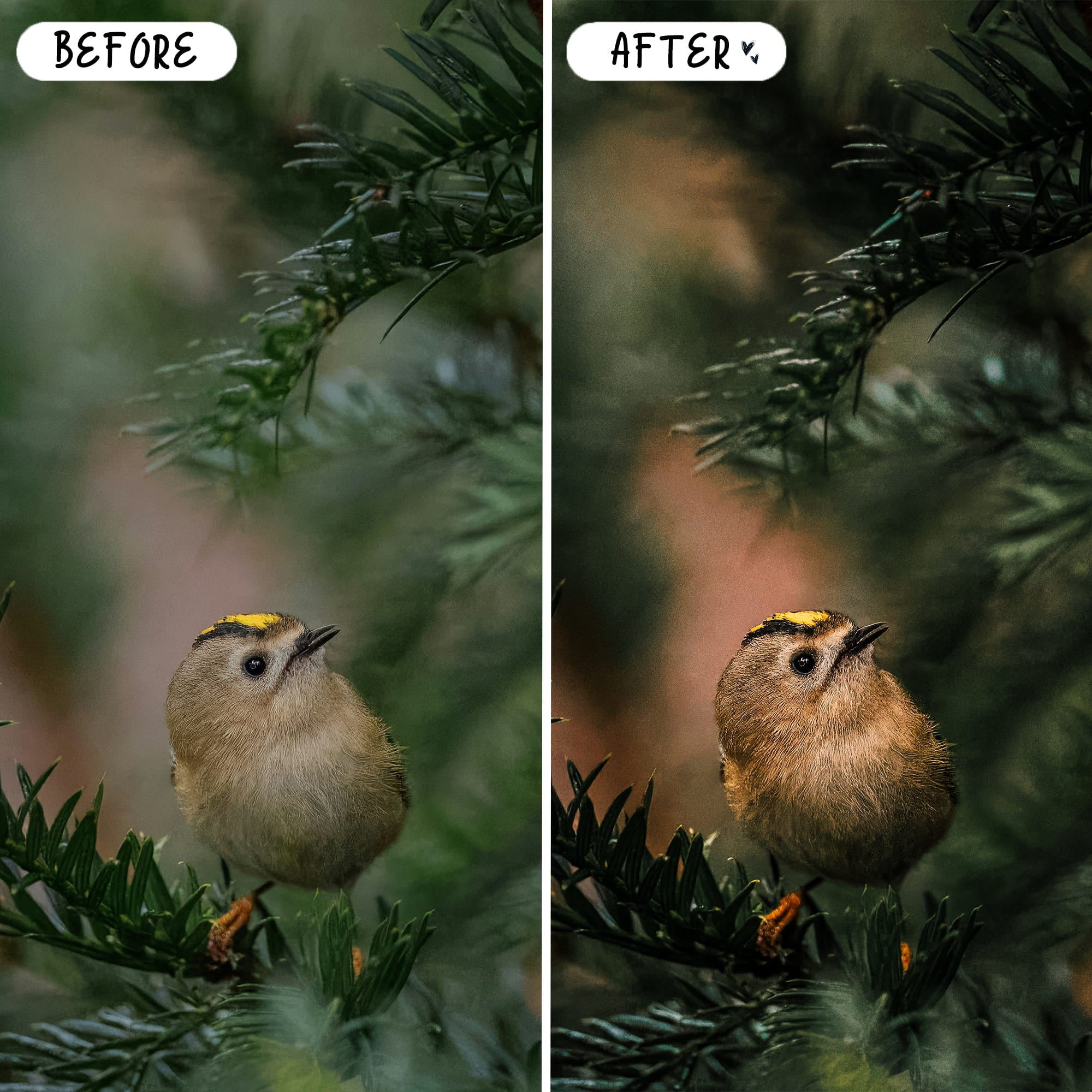 Wildlife & Birds Preset Bundle