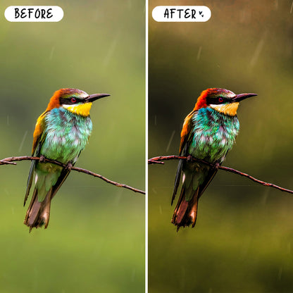 10 Birds LIGHTROOM Presets Mobile & Desktop