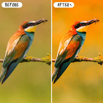 10 Birds LIGHTROOM Presets Mobile & Desktop