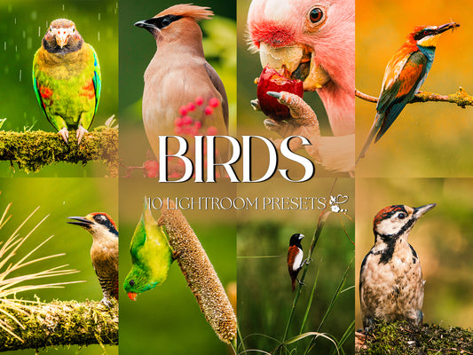 10 Birds LIGHTROOM Presets Mobile & Desktop