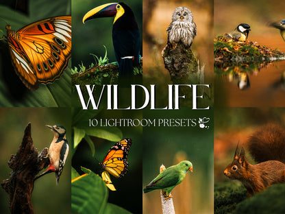 10 Wildlife LIGHTROOM Presets Mobile & Desktop