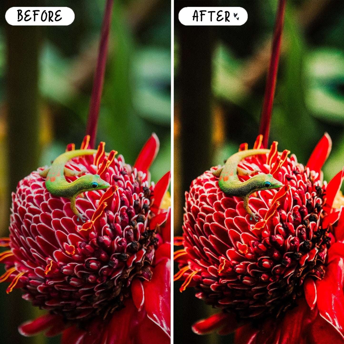 10 Hawaii LIGHTROOM Presets Mobile & Desktop