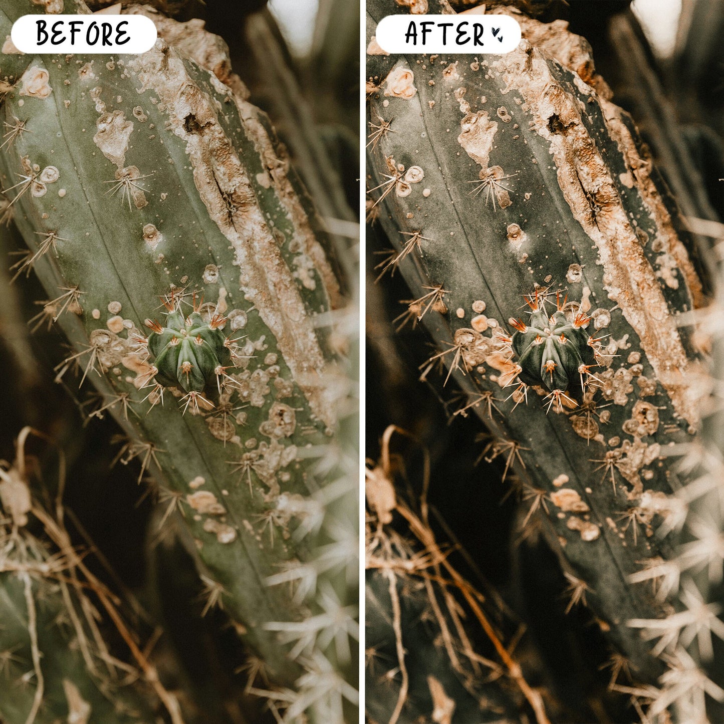 10 Boho LIGHTROOM Presets Mobile & Desktop