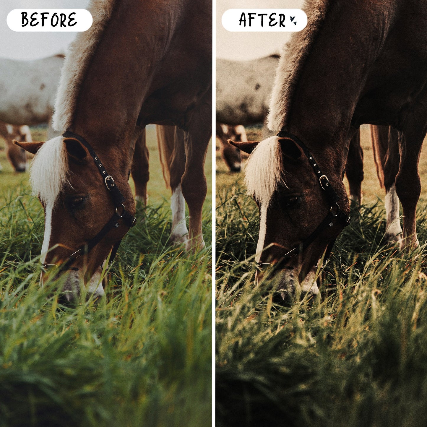 10 Equine LIGHTROOM Presets Mobile & Desktop