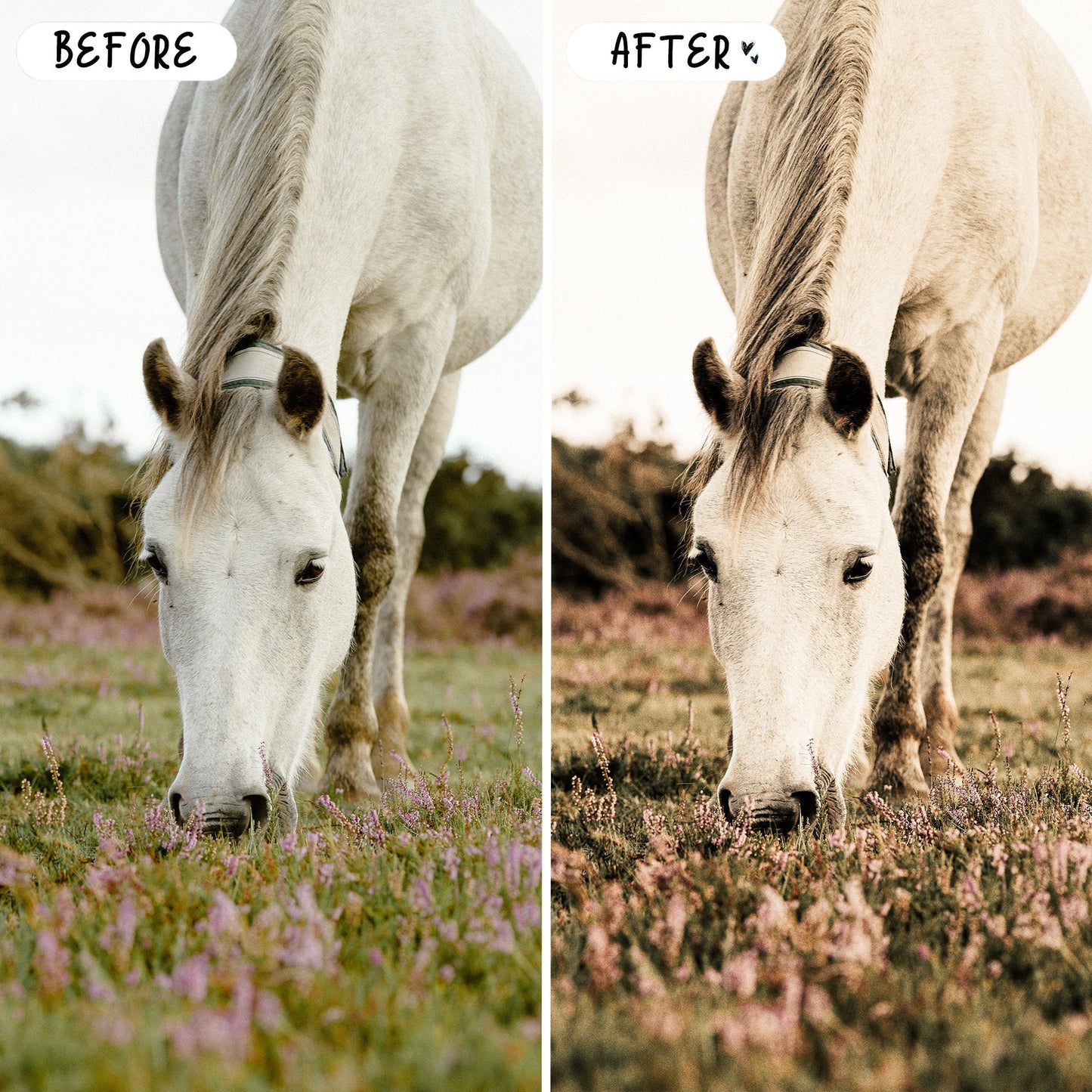 10 Equine LIGHTROOM Presets Mobile & Desktop