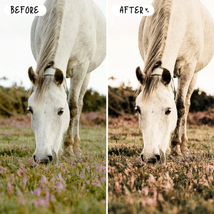 10 Equine LIGHTROOM Presets Mobile & Desktop