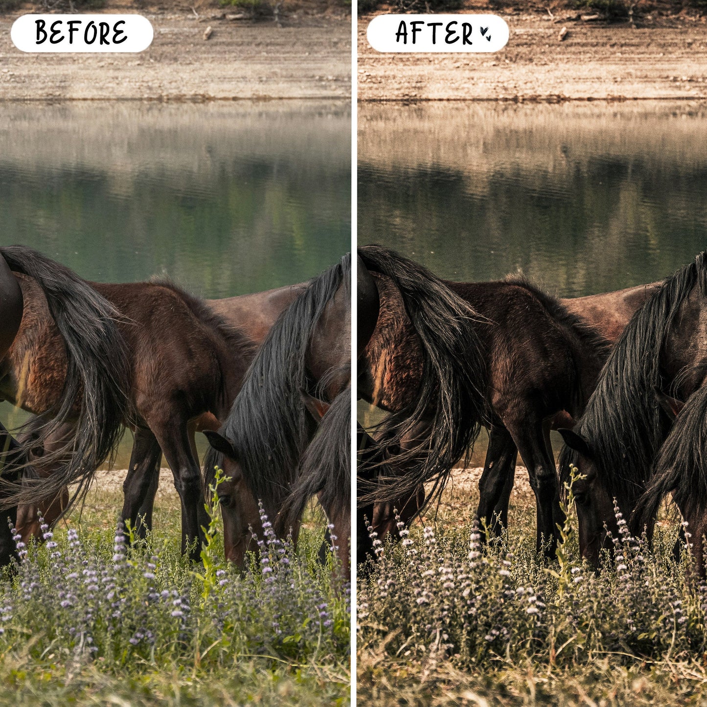 10 Equine LIGHTROOM Presets Mobile & Desktop
