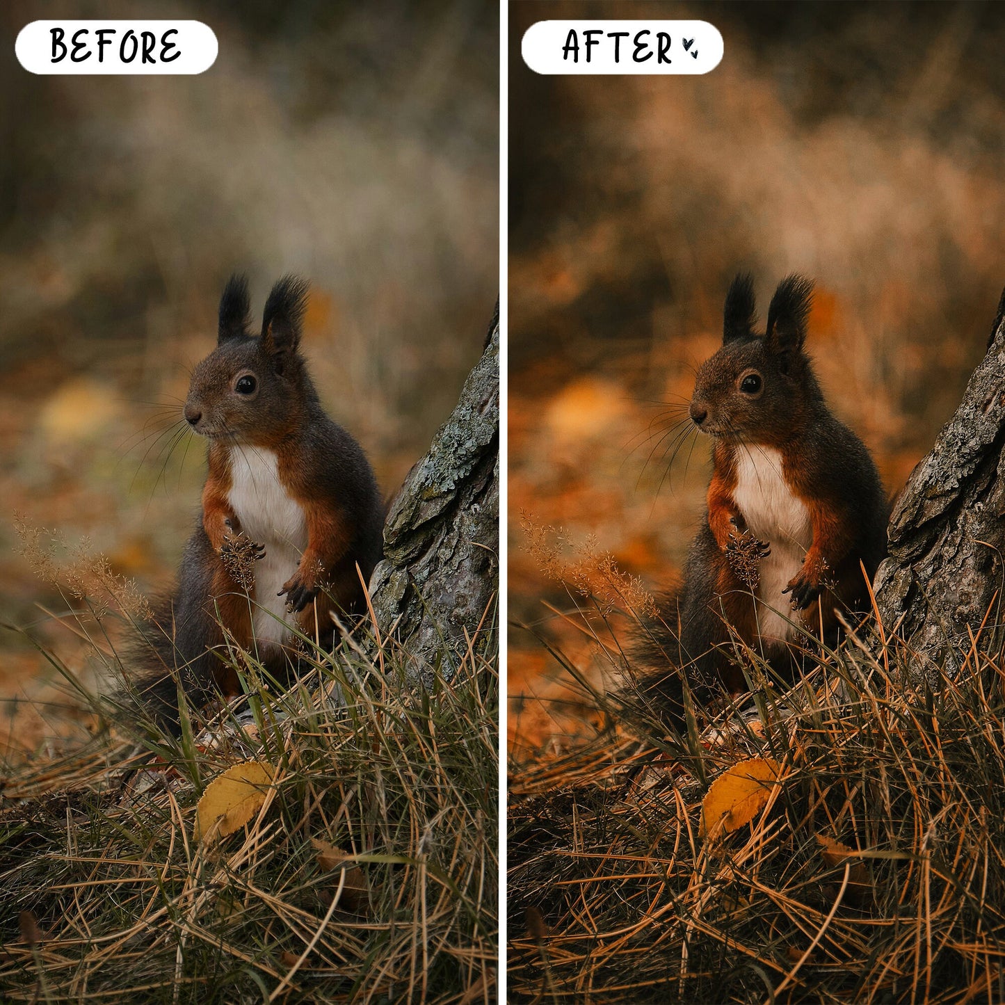 10 September LIGHTROOM Presets Mobile & Desktop