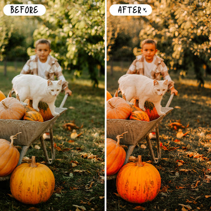 10 Harvest LIGHTROOM Presets Mobile & Desktop