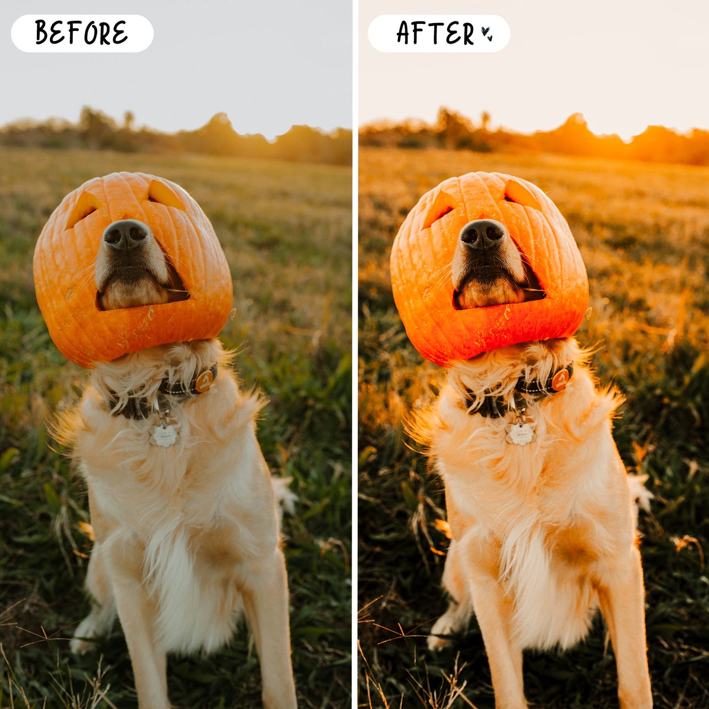 10 Harvest LIGHTROOM Presets Mobile & Desktop
