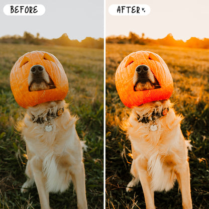 10 Harvest LIGHTROOM Presets Mobile & Desktop