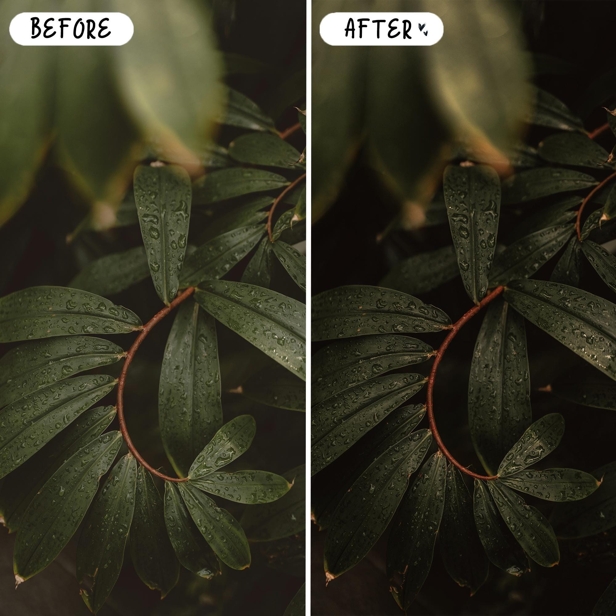 10 Rich Moody LIGHTROOM Presets Mobile & Desktop
