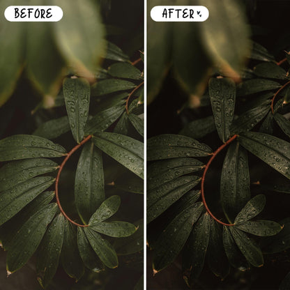 10 Rich Moody LIGHTROOM Presets Mobile & Desktop