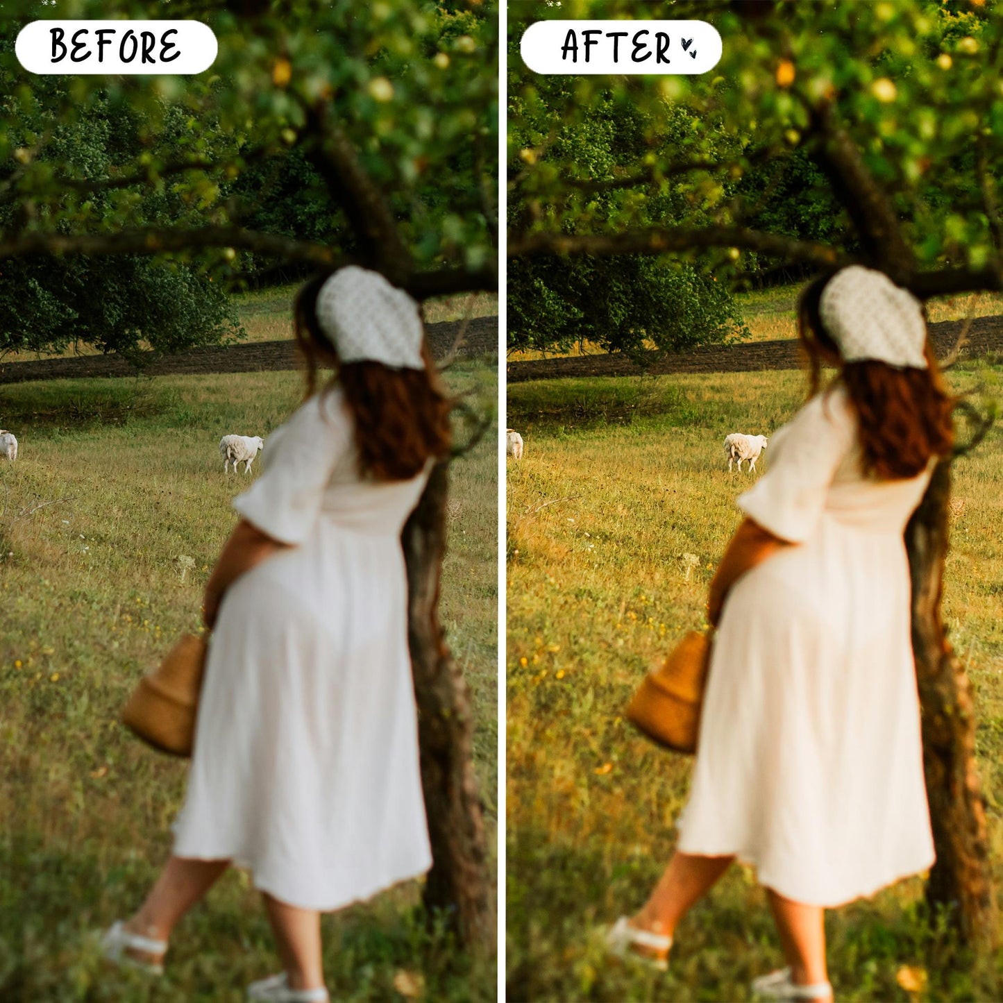 10 Picnic LIGHTROOM Presets Mobile & Desktop